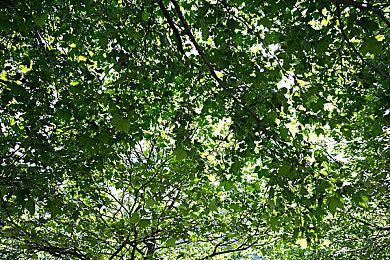 点击解谜游戏《异星装置：博物馆》开启Steam限时免费活动