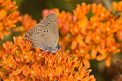 《堕落之主》PC版配置需求更新 建议使用SSD